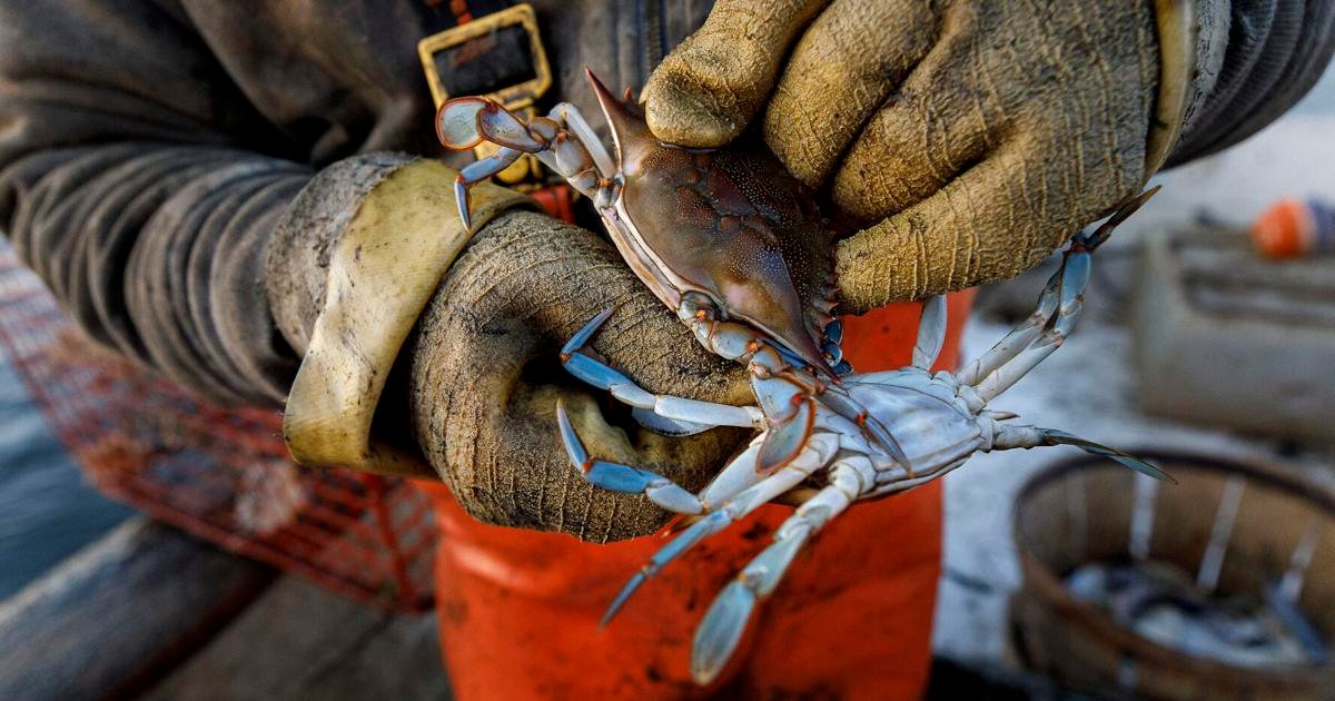 South Carolina’s New Blue Crab Laws Take Effect July 1: Here’s What Changes