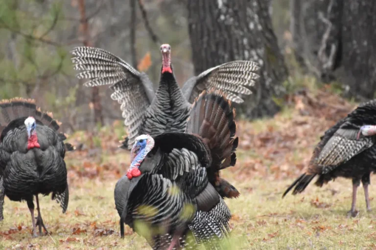 North Carolina Semi-Truck Hauling Turkeys Slams Into Pickup, Driver Critically Injured