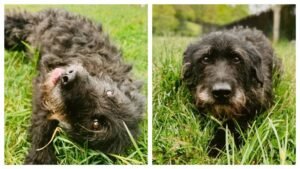NC Dog Who Survived Hurricane Helene Finds New Home After Struggling in Shelter