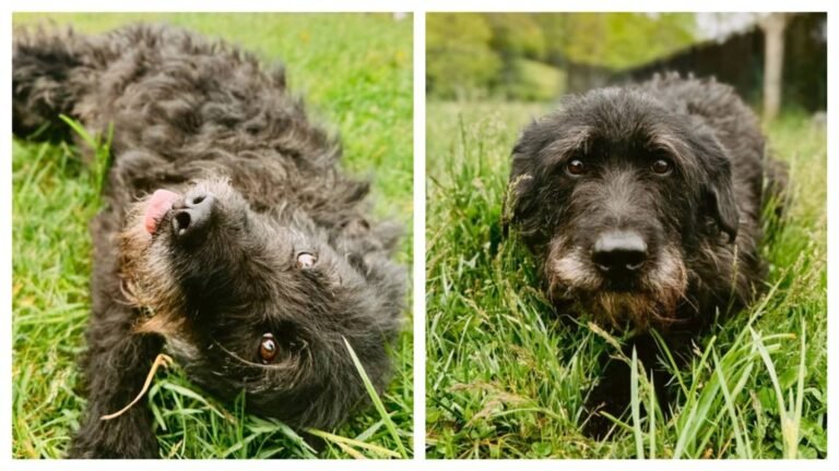 NC Dog Who Survived Hurricane Helene Finds New Home After Struggling in Shelter