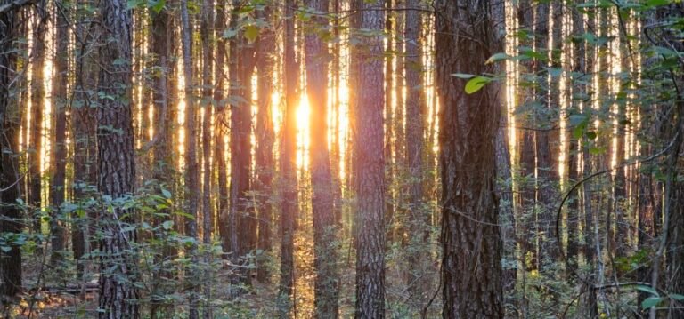 South Carolina’s 8,000 Roadless Acres Could Lose Protections Under Federal Proposal