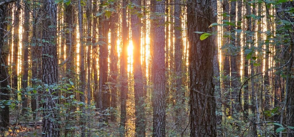 South Carolina’s 8,000 Roadless Acres Could Lose Protections Under Federal Proposal