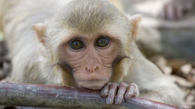 USDA Issues Warning to Alpha Genesis After 22 Monkeys Die From Carbon Monoxide at S.C. Lab