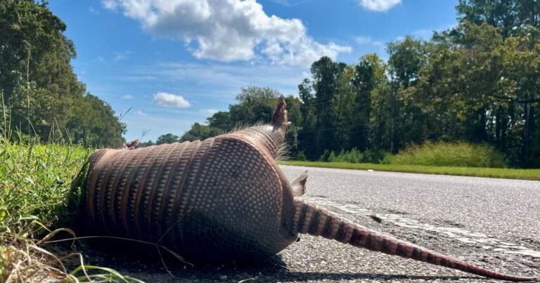 Dead Animals Becoming a Common Sight on South Carolina Roads, Raising Safety and Development Concerns