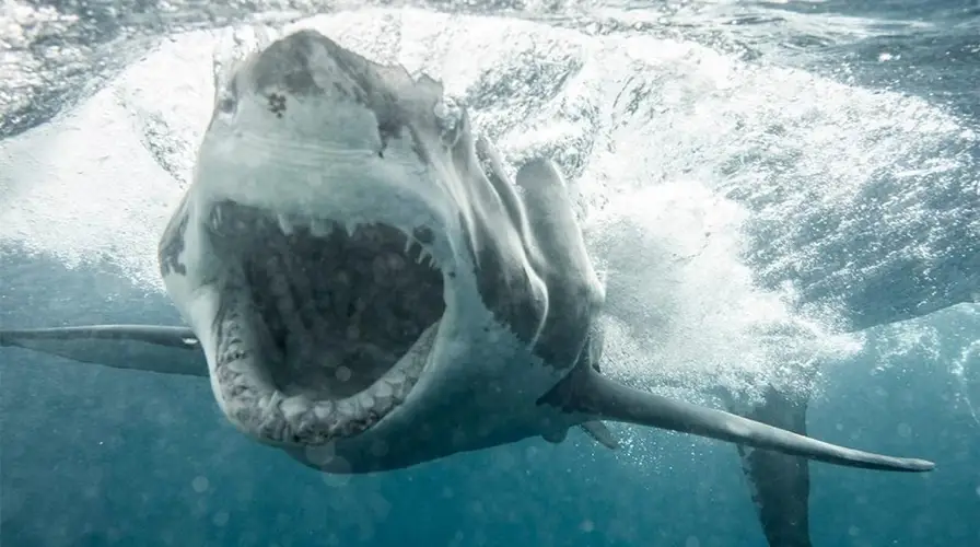 Huge Great White Shark Caught on North Carolina Beach as Sightings Surge Along Coast