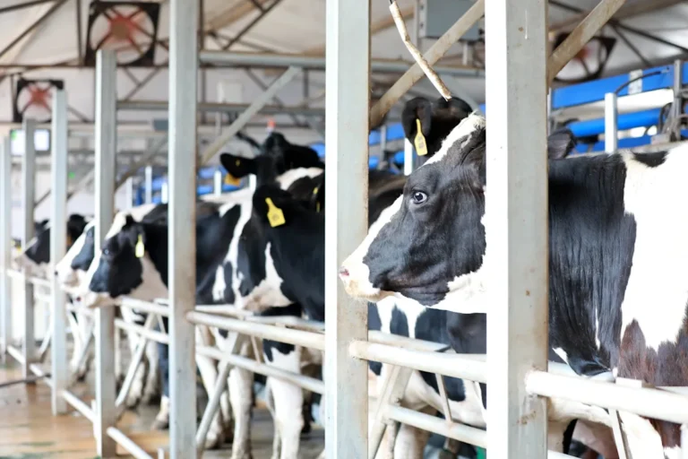 South Carolina Dairy Farms Face Difficult Future: ‘Adapt or Sell,’ Warns Longtime Farmer