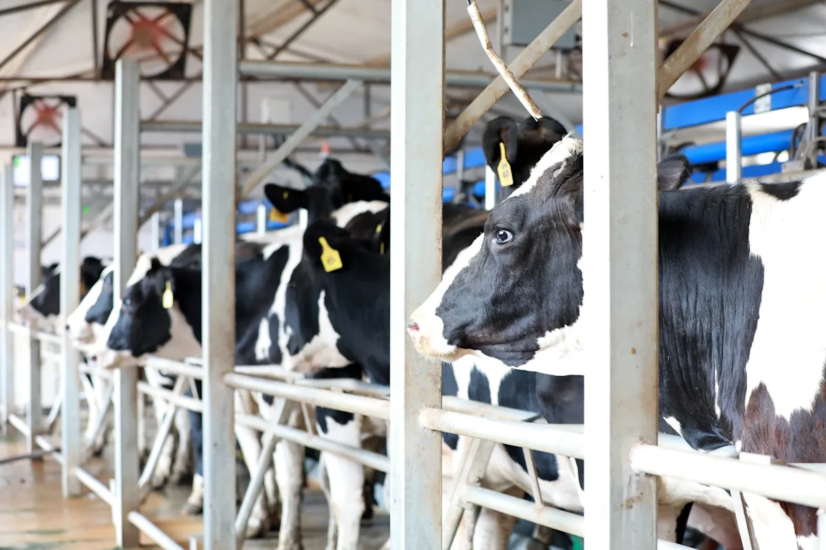 South Carolina Dairy Farms Face Difficult Future: ‘Adapt or Sell,’ Warns Longtime Farmer