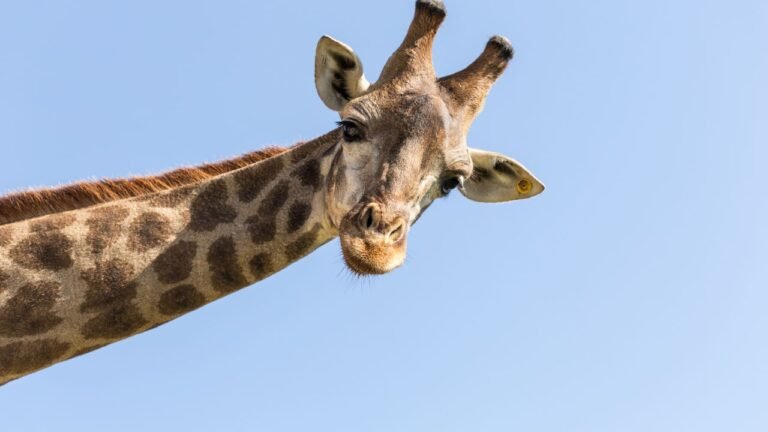 Beloved Giraffe Leia Dies After Medical Complication at North Carolina Zoo