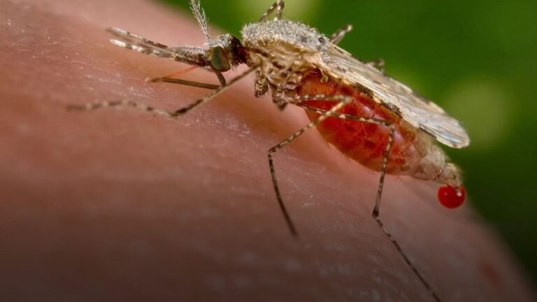 CRISPR Gene Editing Breakthrough Could Eliminate Malaria by Targeting Mosquitoes
