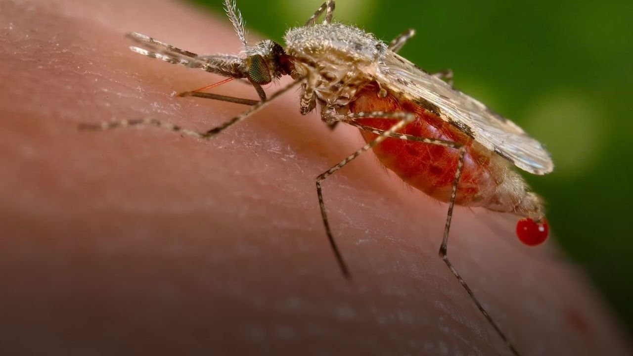 CRISPR Gene Editing Breakthrough Could Eliminate Malaria by Targeting Mosquitoes
