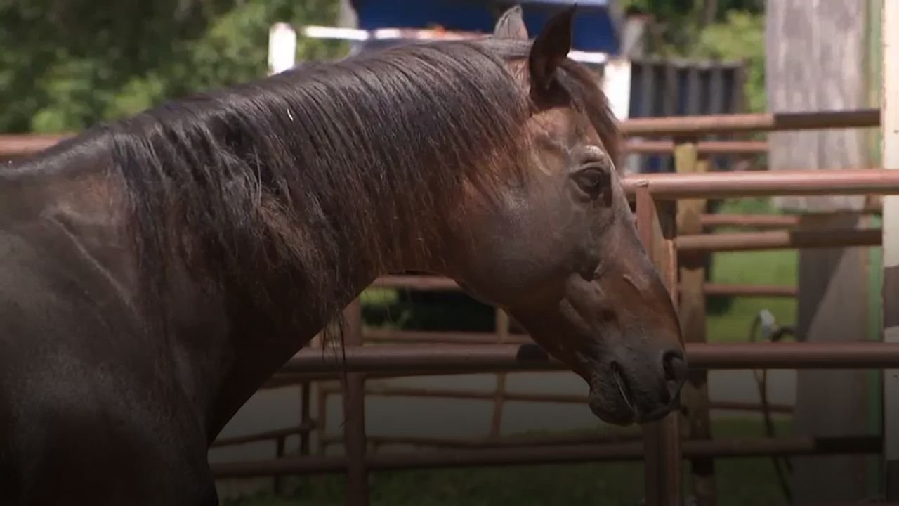 First 2025 Cases of Eastern Equine Encephalitis Confirmed in South Carolina