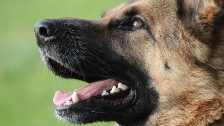 Mother Sues Laurens County and City of Clinton Over Dog Attack That Left 11-Year-Old Severely Injured