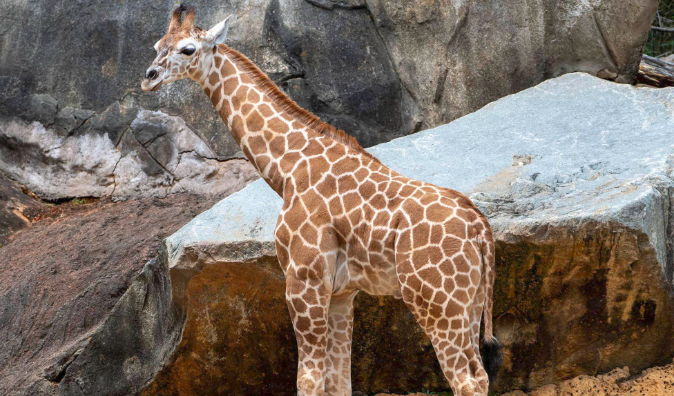 North Carolina Zoo Mourns Loss of Beloved Giraffe Leia After Medical Procedure