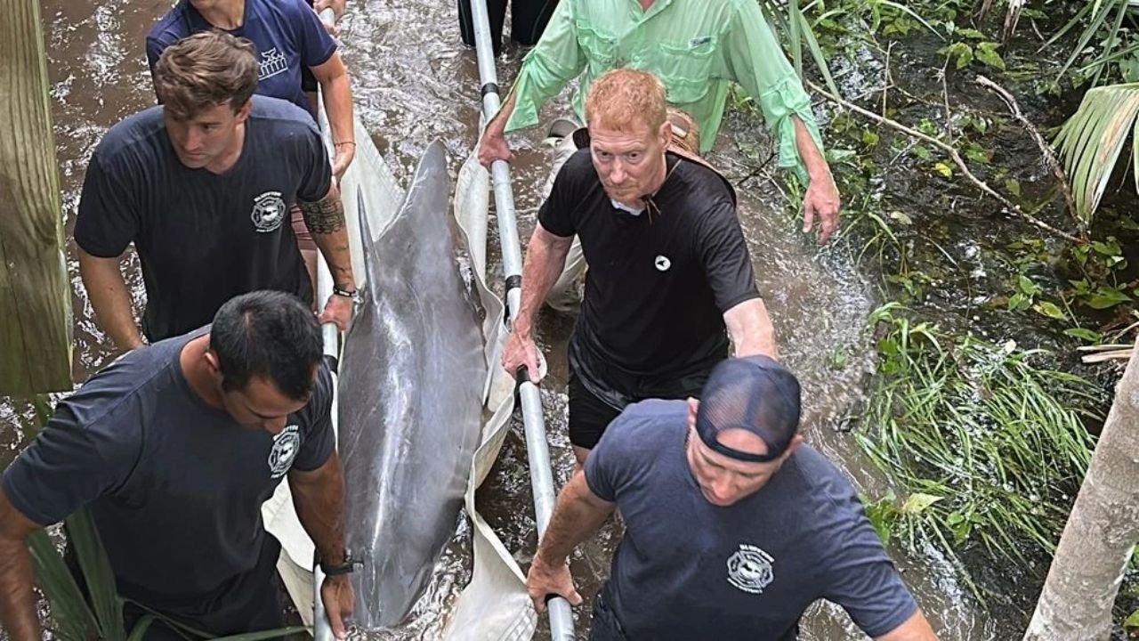 South Carolina Dolphin Rescued After Getting Trapped in Shallow Lagoon During Storm
