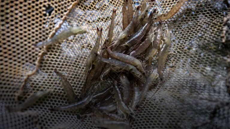 South Carolina Shrimpers Sue 25 Charleston Restaurants Over ‘Shrimp Fraud’