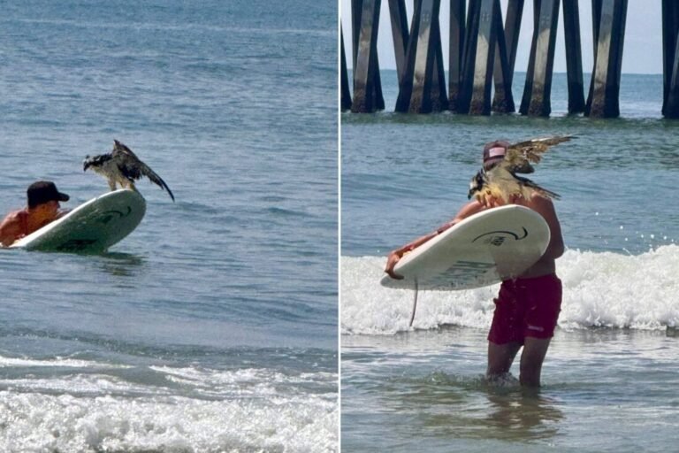Teen Lifeguard Saves Entangled Osprey Off Folly Beach in Remarkable Wildlife Rescue