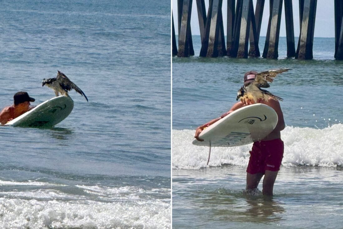 Teen Lifeguard Saves Entangled Osprey Off Folly Beach in Remarkable Wildlife Rescue