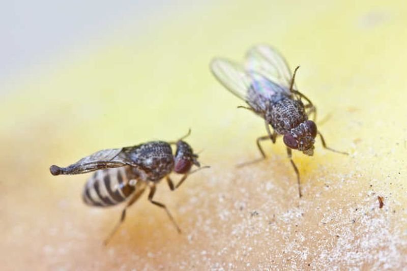 U.S. to Breed Billions of Flies and Drop Them by Plane to Fight Flesh-Eating Pest