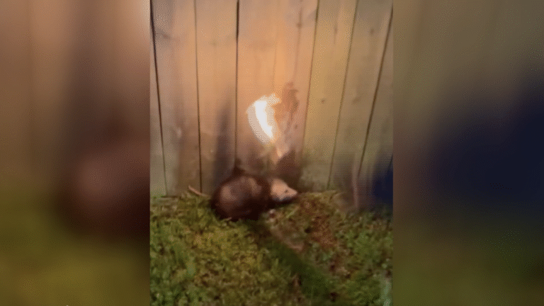 North Carolina Man Faces Misdemeanor After Opossum Set on Fire in Viral Video