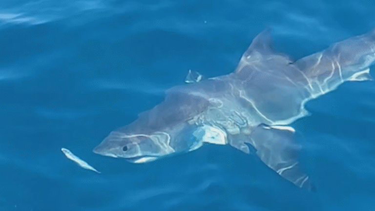 Shark Activity Increases Near Wilmington Beaches as Summer Heats Up
