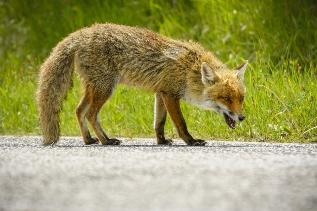 Rabid Fox Bites Two People in Separate Morning Attacks in Aberdeen, North Carolina