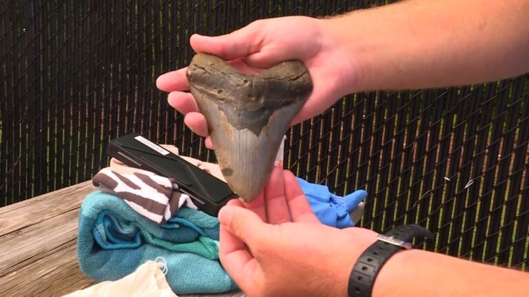Diver Discovers Massive Megalodon Tooth Off North Carolina Coast