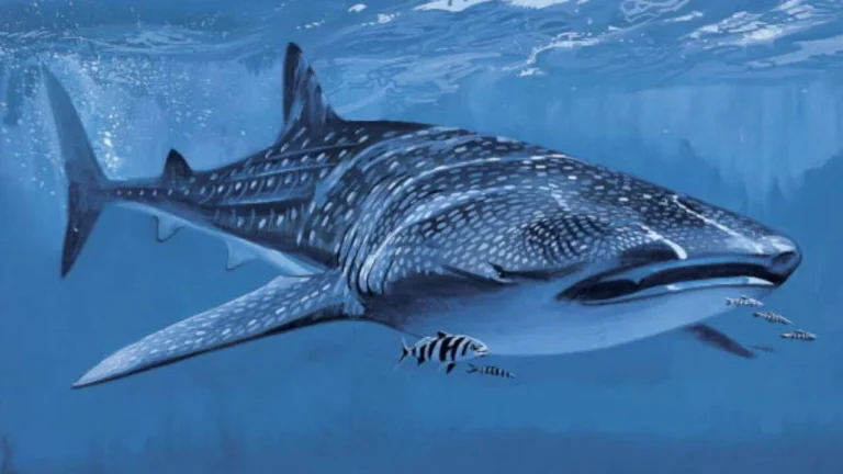 Beloved Whale Shark at Georgia Aquarium Dies After Health Decline