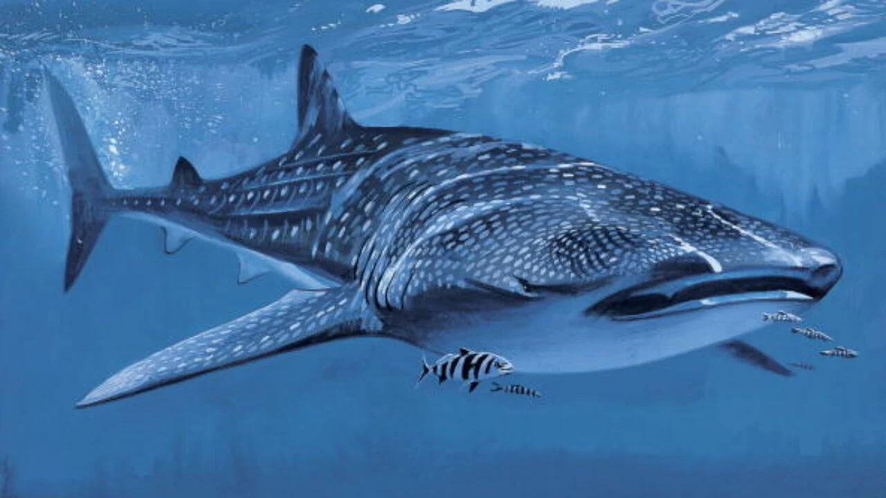 Beloved Whale Shark at Georgia Aquarium Dies After Health Decline