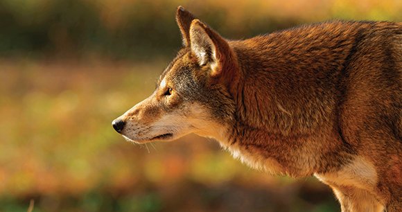 North Carolina Lawmakers Push Bipartisan Resolution to Protect Endangered Red Wolves