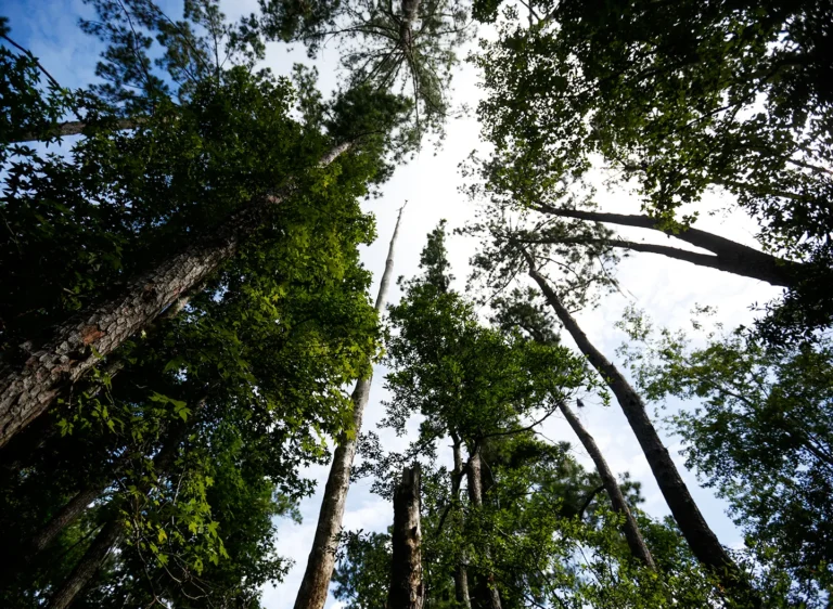 Atlanta Ranked 3rd-Best U.S. City for Tree Huggers
