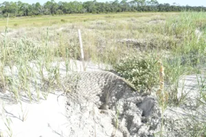 Beach Erosion, Flooding, and Feral Hogs Threaten Sea Turtle Hatchings on Georgia’s Coast