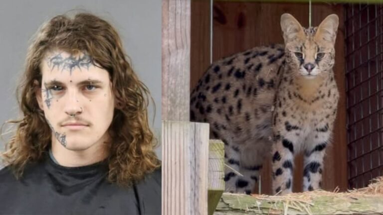 African Serval Cat Stolen From Anderson County Sanctuary, Authorities Still Searching for Missing Animal