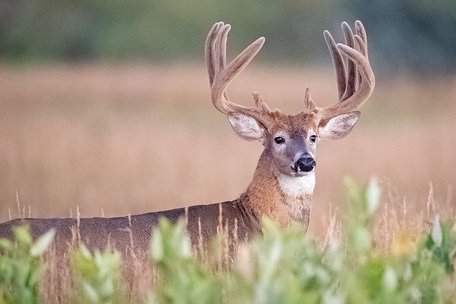 Deer Hunting Season Opens Aug. 15 in South Carolina’s Lowcountry, Driving Big Economic Boost