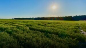 Clemson, USDA Launch Project to Help SC Farmers Tackle Extreme Weather and Water Wastage
