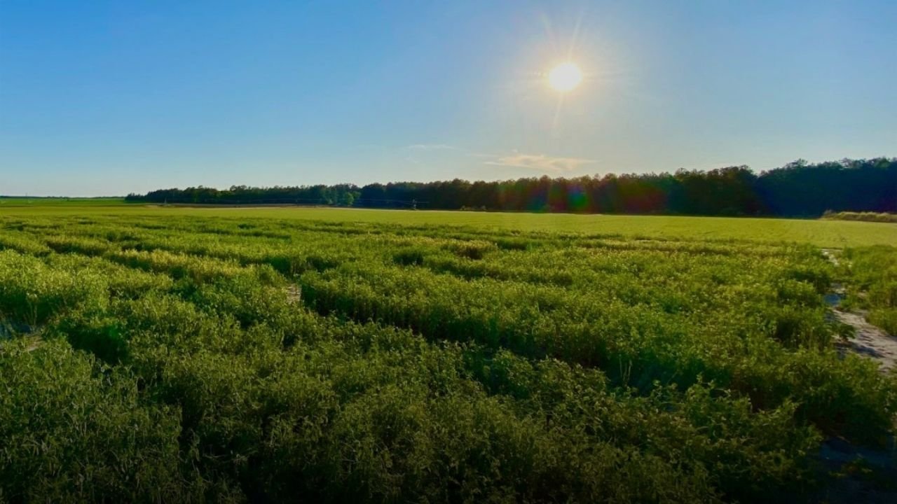 Clemson, USDA Launch Project to Help SC Farmers Tackle Extreme Weather and Water Wastage