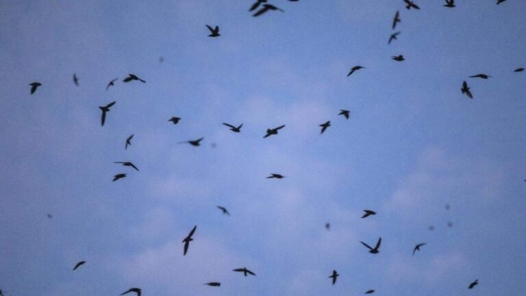 Cool Weather Triggers Bird Migration Across North Carolina: What Species to Watch For