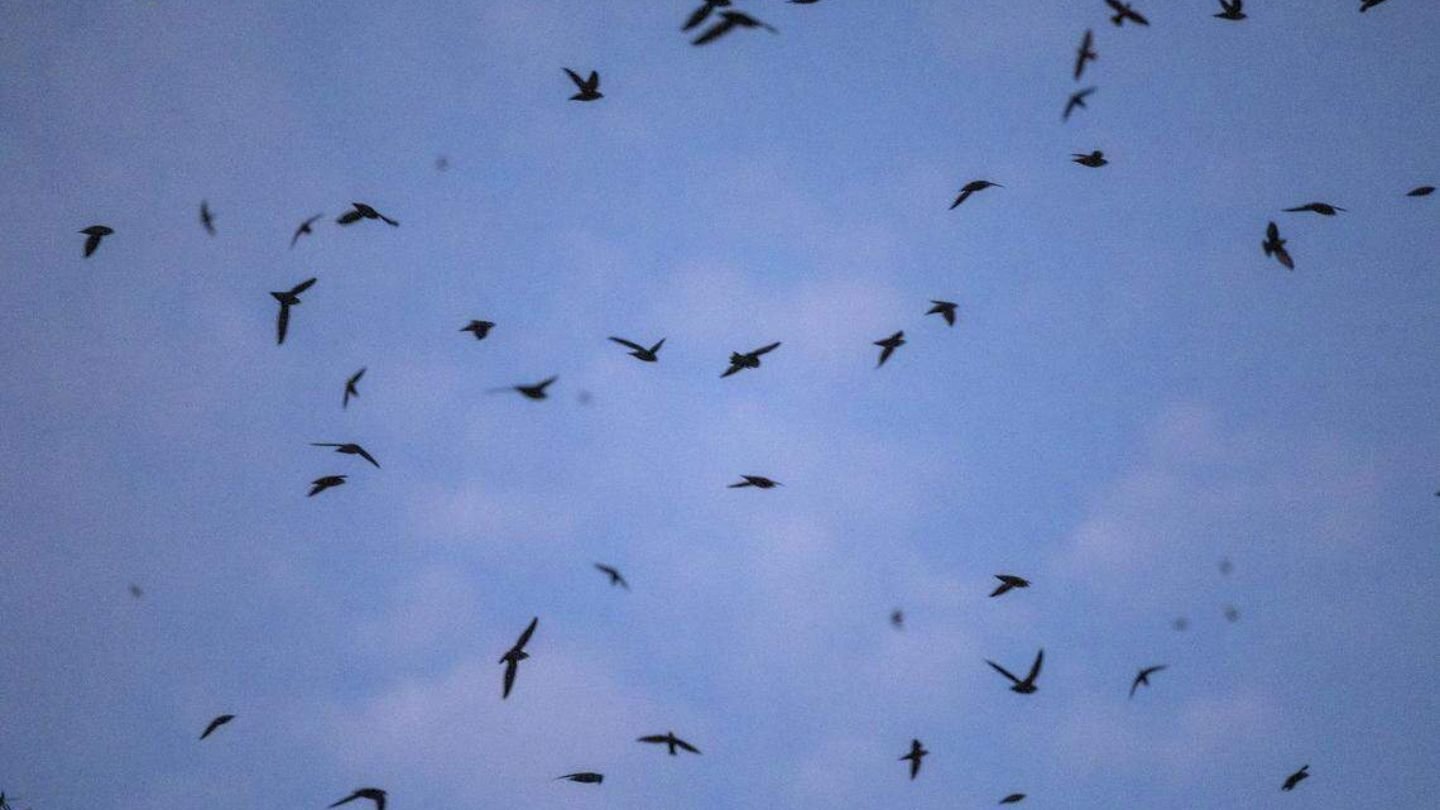 Cool Weather Triggers Bird Migration Across North Carolina: What Species to Watch For