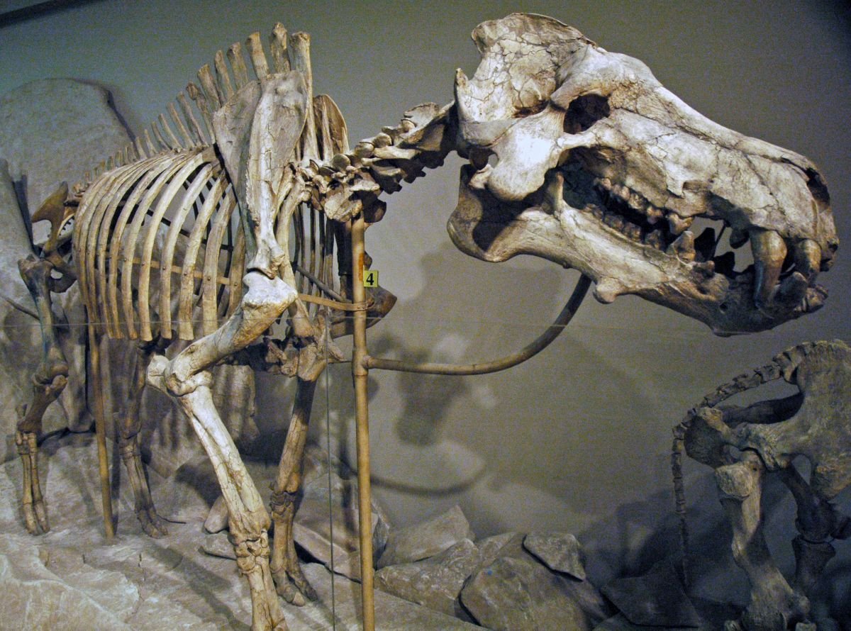 Coastal North Carolina Fossils Reveal Giant Prehistoric ‘Hell Pigs’