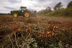Georgia Leads Nation as 92% of U.S. Peanut Crop Enters Key Development Stage