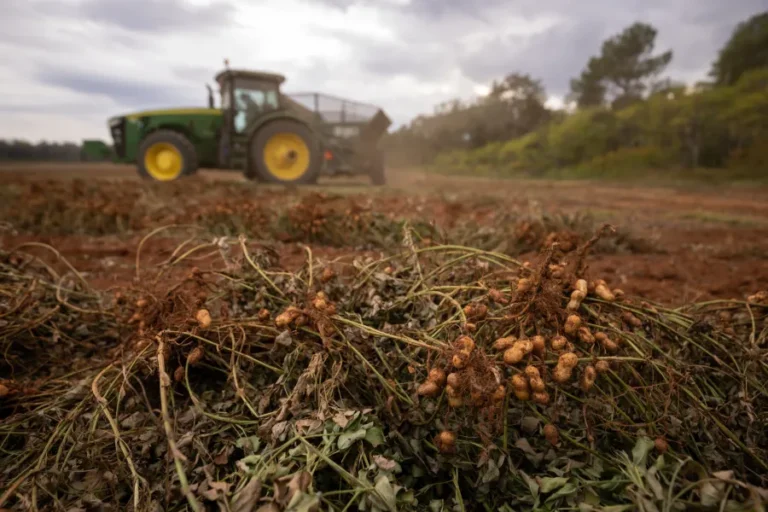 Georgia Leads Nation as 92% of U.S. Peanut Crop Enters Key Development Stage