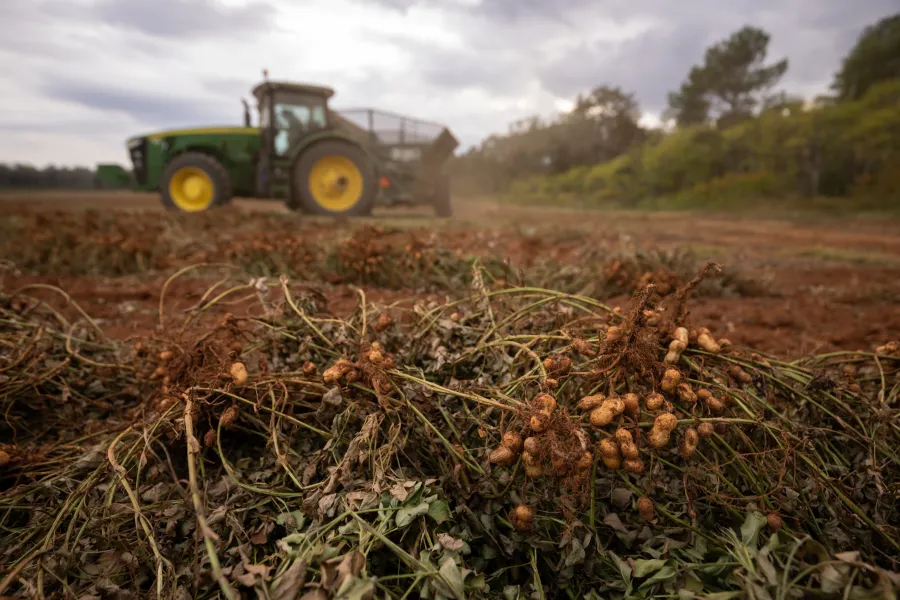 Georgia Leads Nation as 92% of U.S. Peanut Crop Enters Key Development Stage