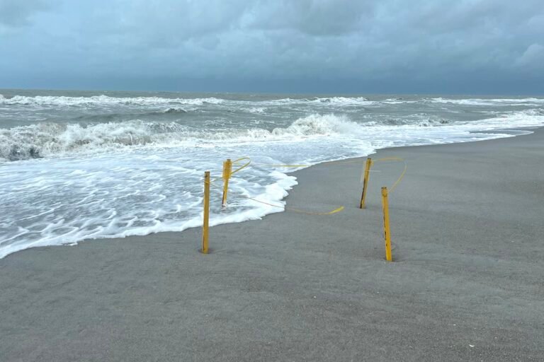 Sea Turtle Nests Washed Away in North Carolina as Hurricane Erin Pounds Outer Banks