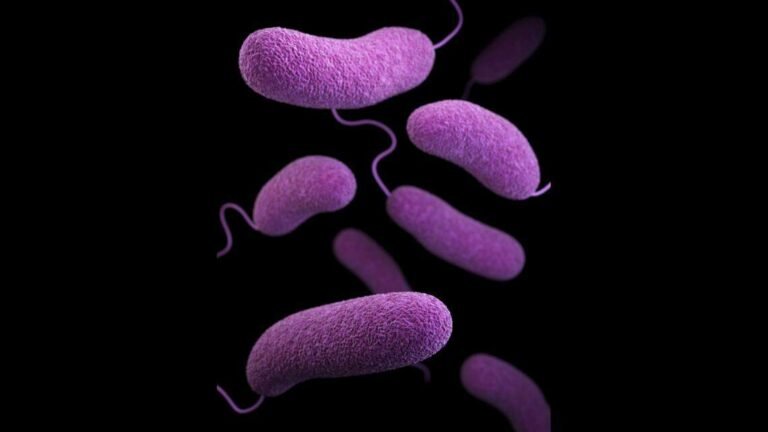 Vibrio Infections on the Rise in North Carolina, One Death Reported