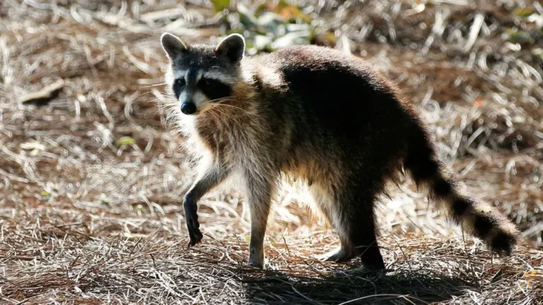 Rabid Animals Confirmed Across Five South Carolina Counties