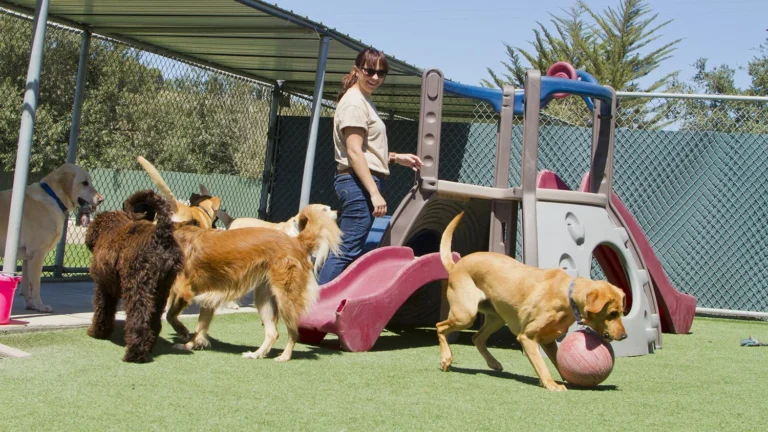Garner Dog Boarding Facility Forced to Close, Leaving Dozens of Pets Without Care