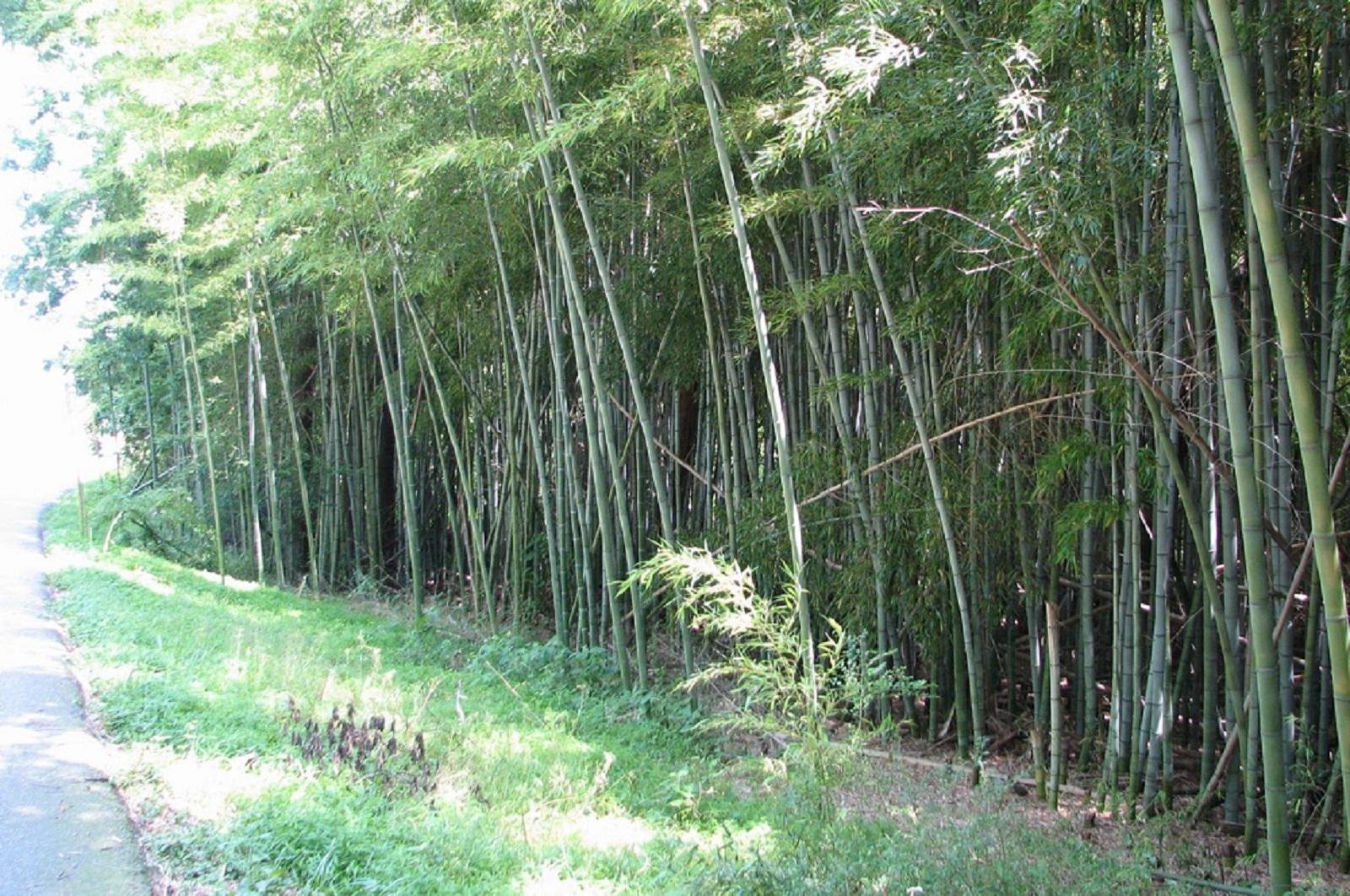 Bamboo Is Growing Along North Carolina Roads — Why It’s Hard to Remove
