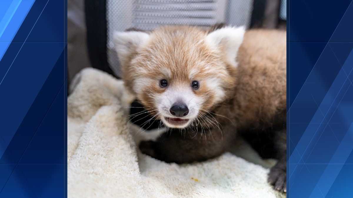 Greensboro Science Center Mourns Loss of Beloved Red Panda Miso