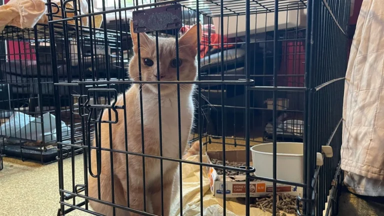 Virginia Beach Animal Rescue Takes in Dozens of Cats from Closing North Carolina Shelter