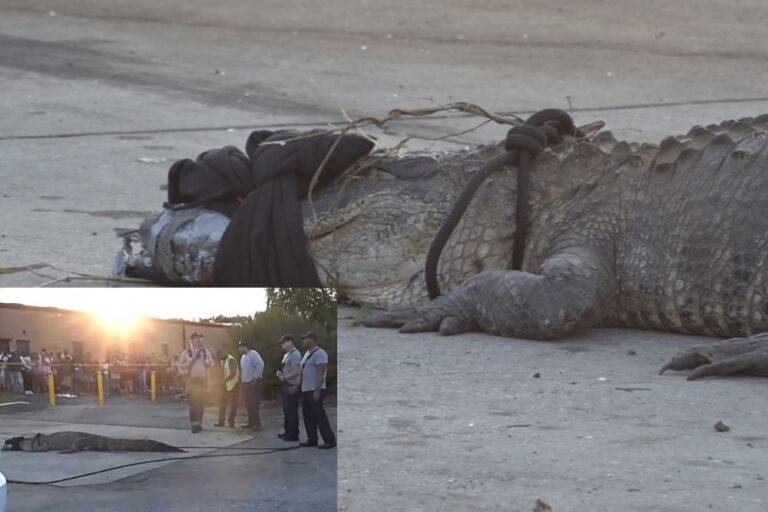12-Foot Alligator Captured in Georgia McDonald’s Parking Lot After Two-Day Standoff