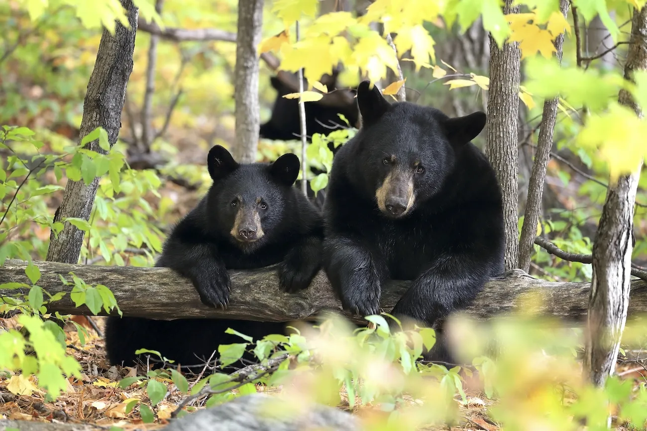 Why Black Bears Are Thriving Along North Carolina’s Coast